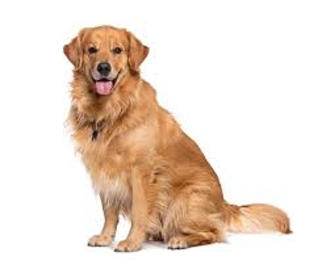 Large (50-100 lbs)