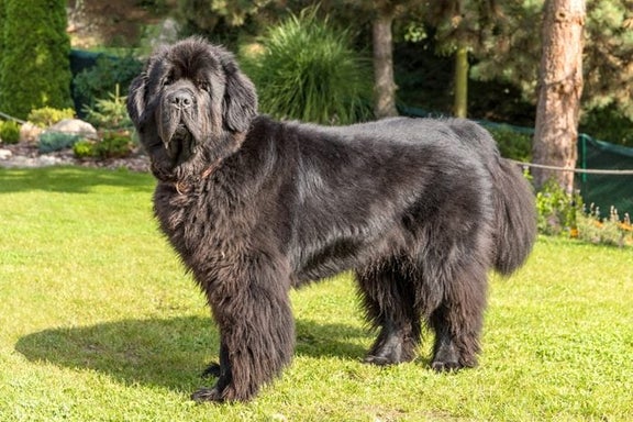 Extra Large (over 100 lbs)
