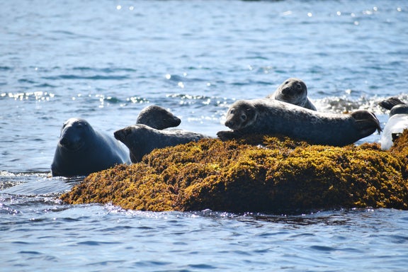 Private Seal Watching Trip