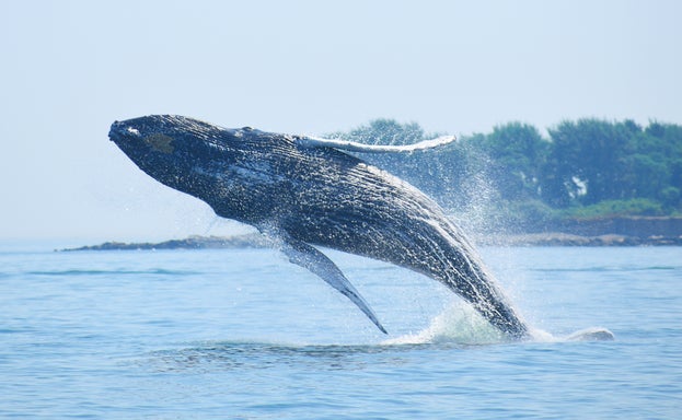 Private Whale/Dolphin Watching Trip
