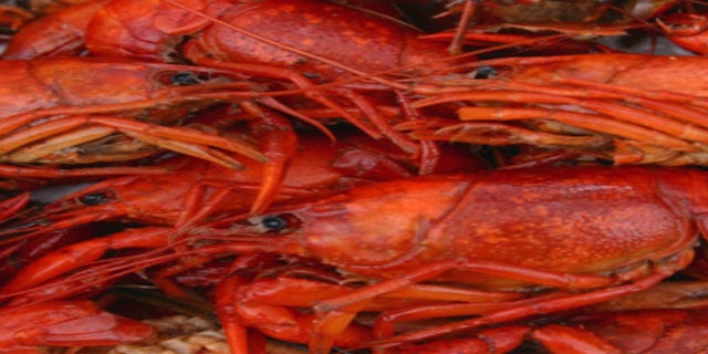 Crawfish raffle tickets - George Ranch FFA Booster Club