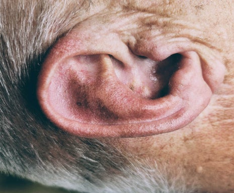 Ears Wax