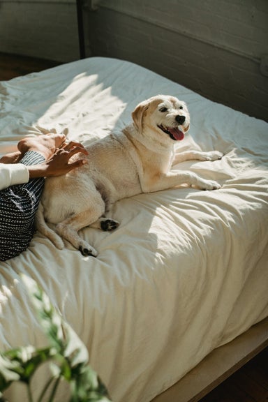 Animal Reiki (30 minutes)