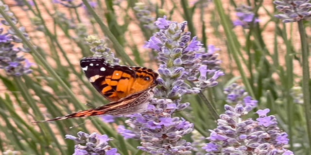 2026 Culinary Lavender Lunch Tour