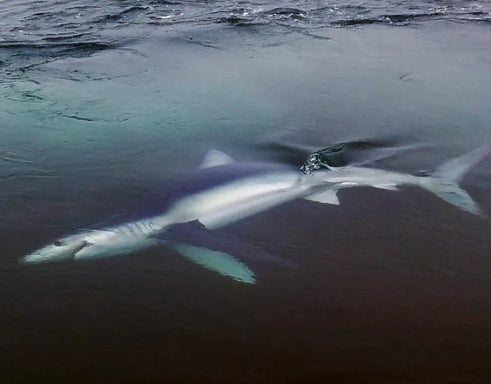 Shark Charter